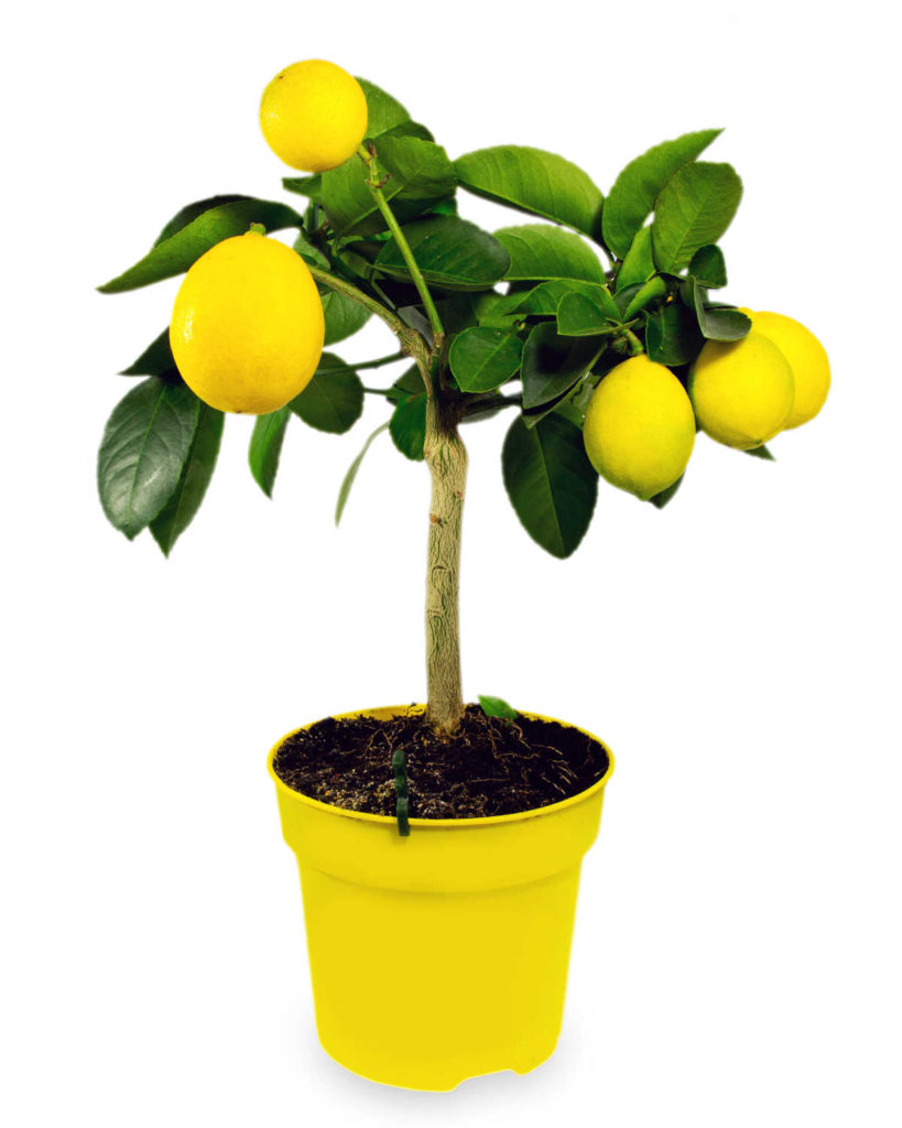 Meyer lemon tree in pot with ripe lemons on it.