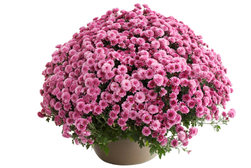 Large planter filled with pink mums blooming.