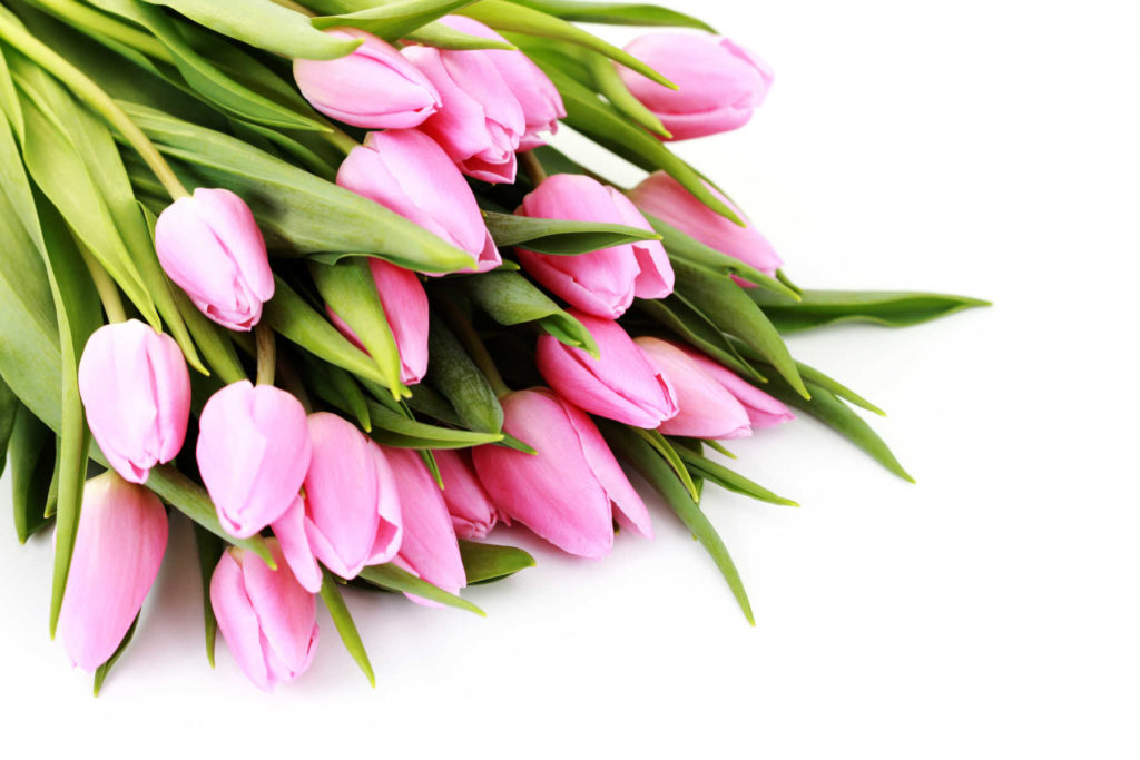 Bouquet of pink tulips laying on a table.