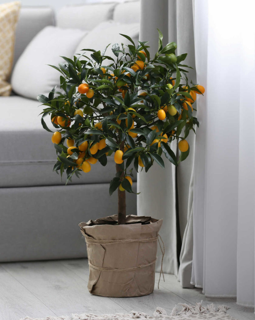 kumquat tree in pot by couch.