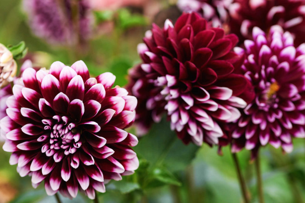 Purple with white tips Dahlia flowers in bloom.