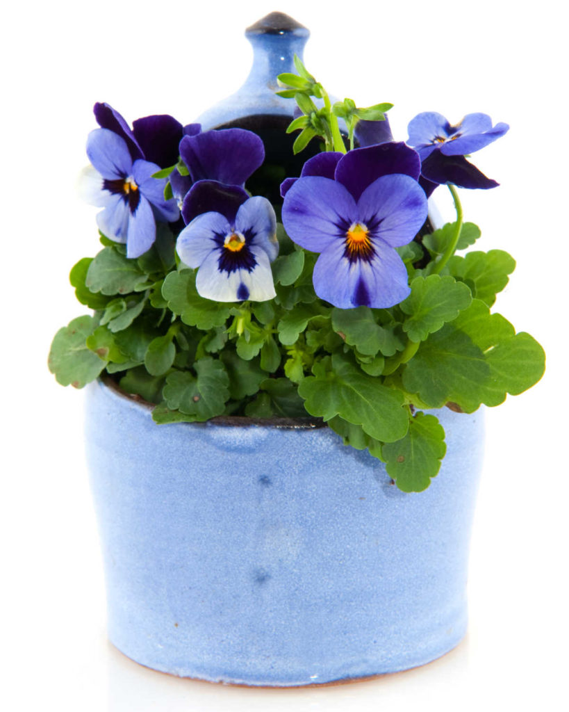 Blue ceramic planter with violets growing out the top.