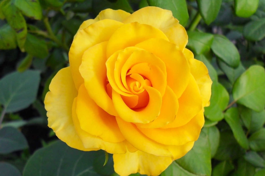 Closeup of a yellow rose.