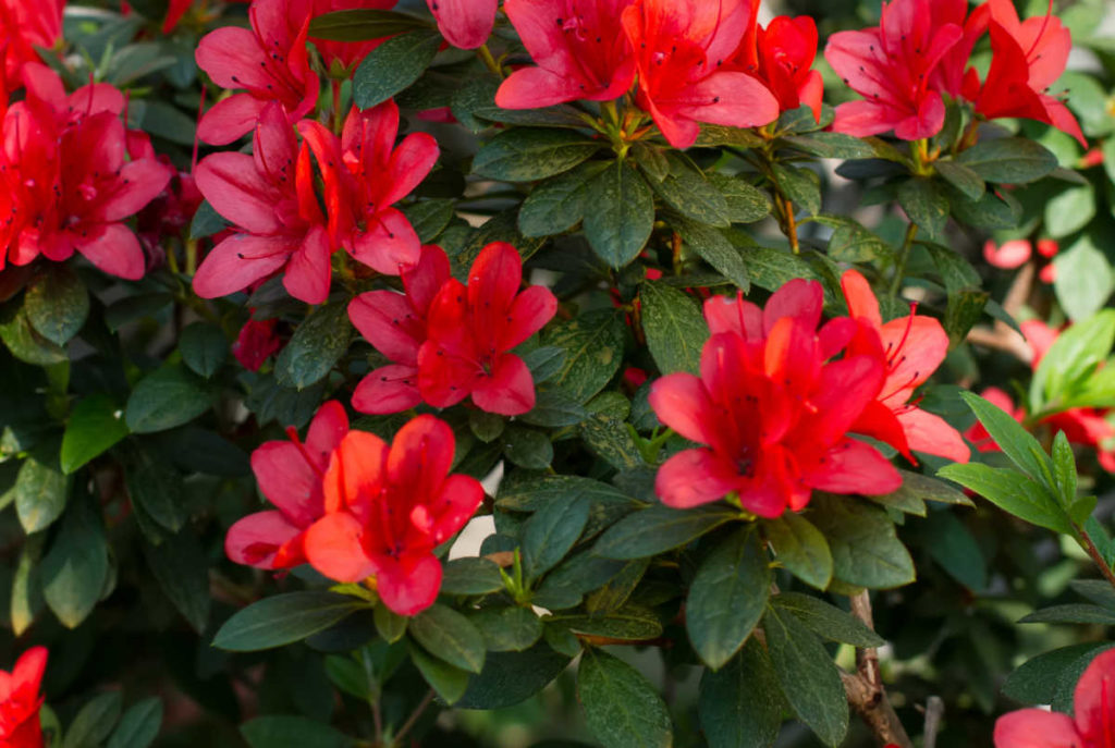 Azalea bush closeup with leaves and red flowers.