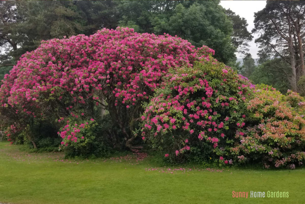 Large rhododendron bush in bloom.