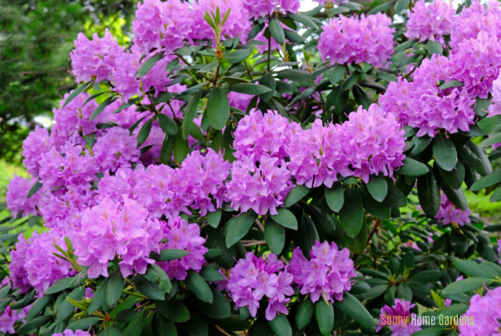 Rhodendron bush in bloom with purple flowers.