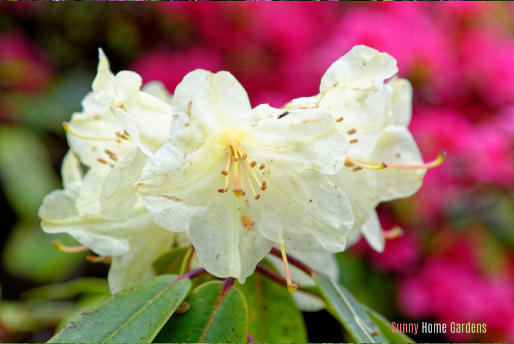 White rhododendron flower closeup.