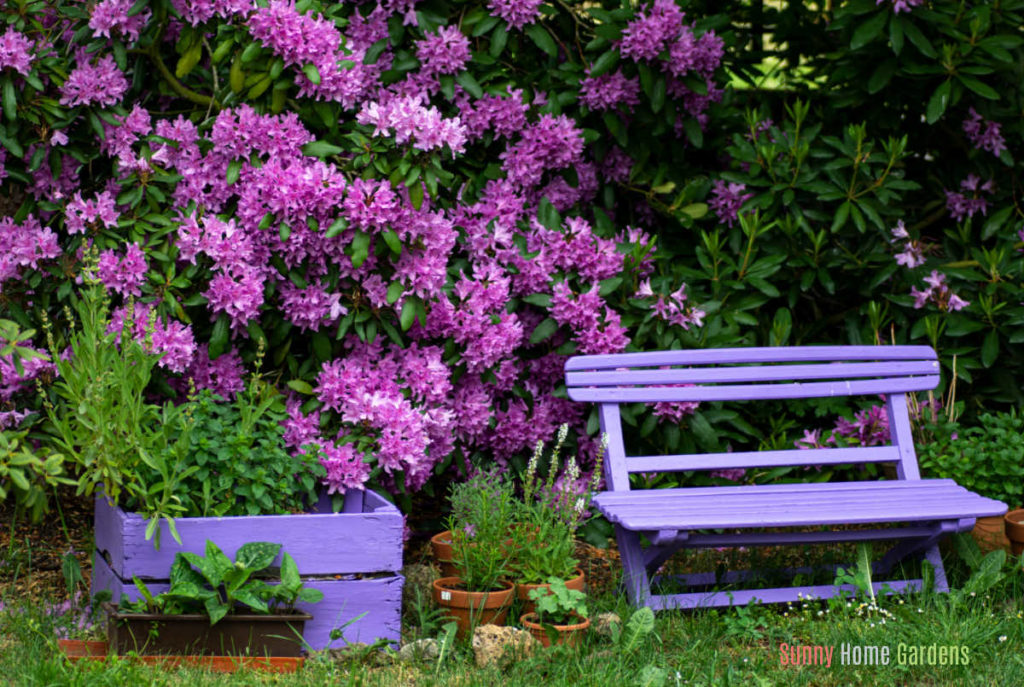Purple rhododendron in bloom with purple bench and box in front of it.