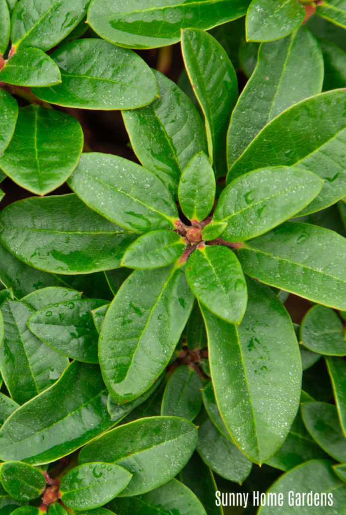 Closeup of rhododendron leaves.