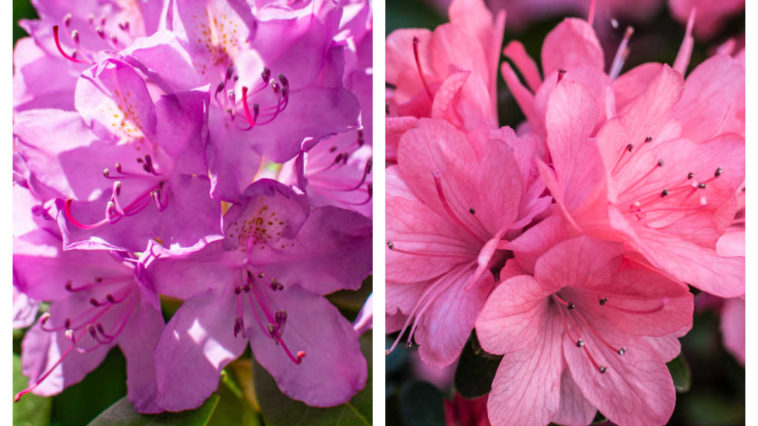 Collage image: Left Rhododendron flower in purple-pink color. Right: azalea flowers in pink.