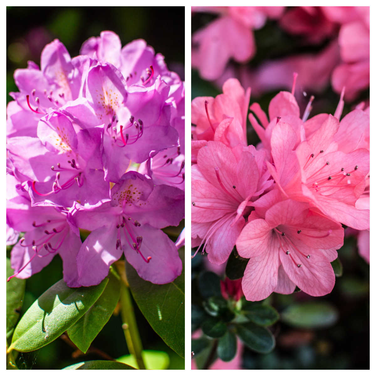 Collage: Left rhododendron flowers in pinkish purple.  Right azalea flowers in pink.