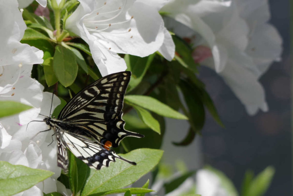 Swallowtail butterfly on azalea