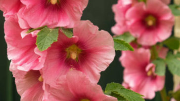 cropped-flowers-that-start-with-h-hollyhocks-poster.jpg