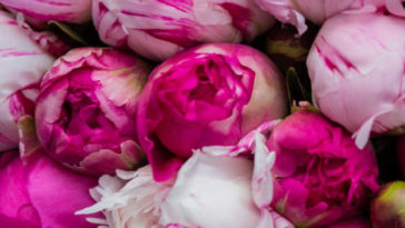 cropped-peony-poster.jpg