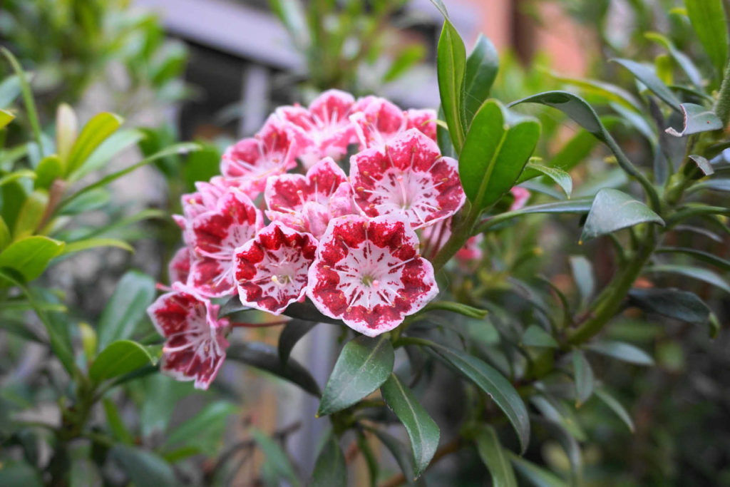 Mountain laurel with pink blooms.