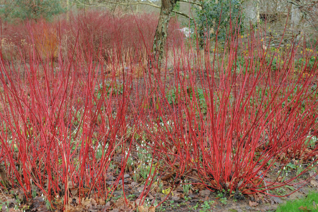 Red-twig dogwood shrub.