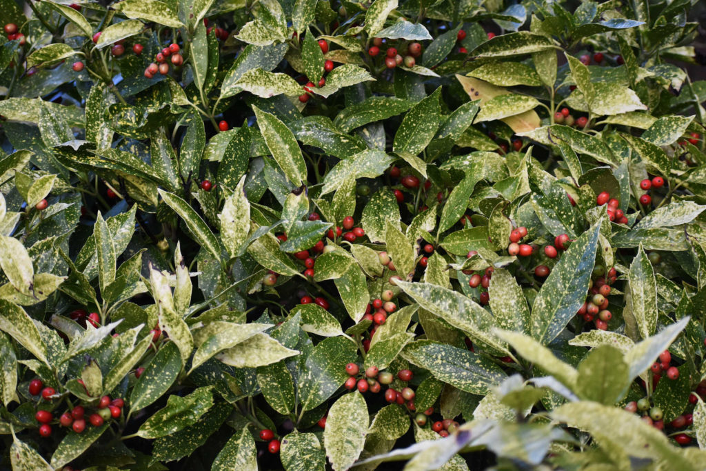 Spotted laurel with berries.