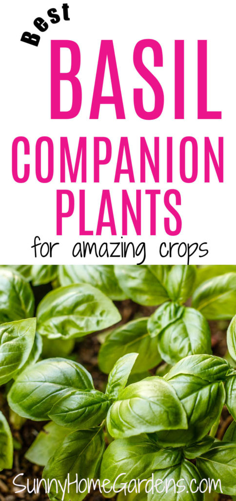 Pin image: top says "Best basil companion plants for amazing crops" with a pic of basil growing on the bottom.