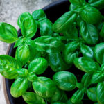 Top down view of basil growing in planter.