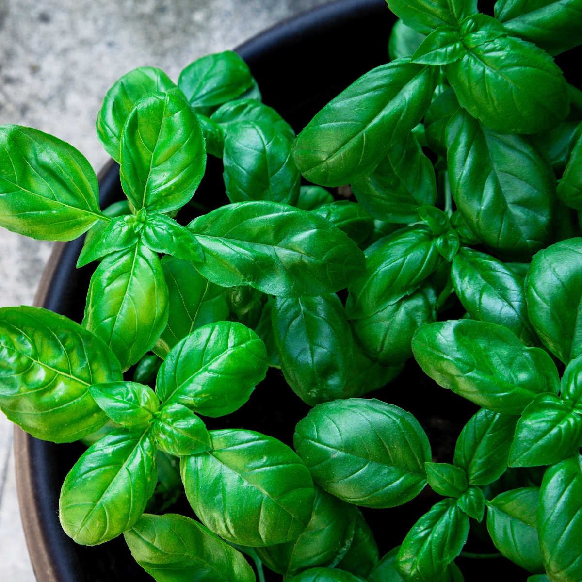 Top down view of basil growing in planter.