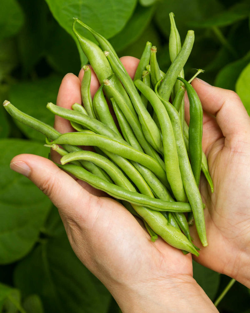 Hands holding freshly picked green beans.