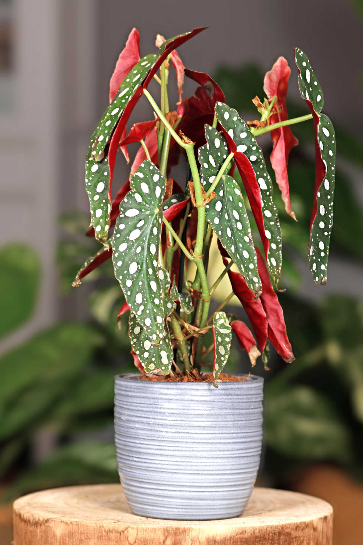 Polka dot begonia plant in a pot.