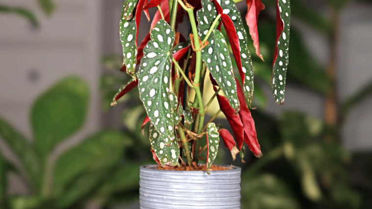 Polka dot begonia plant.