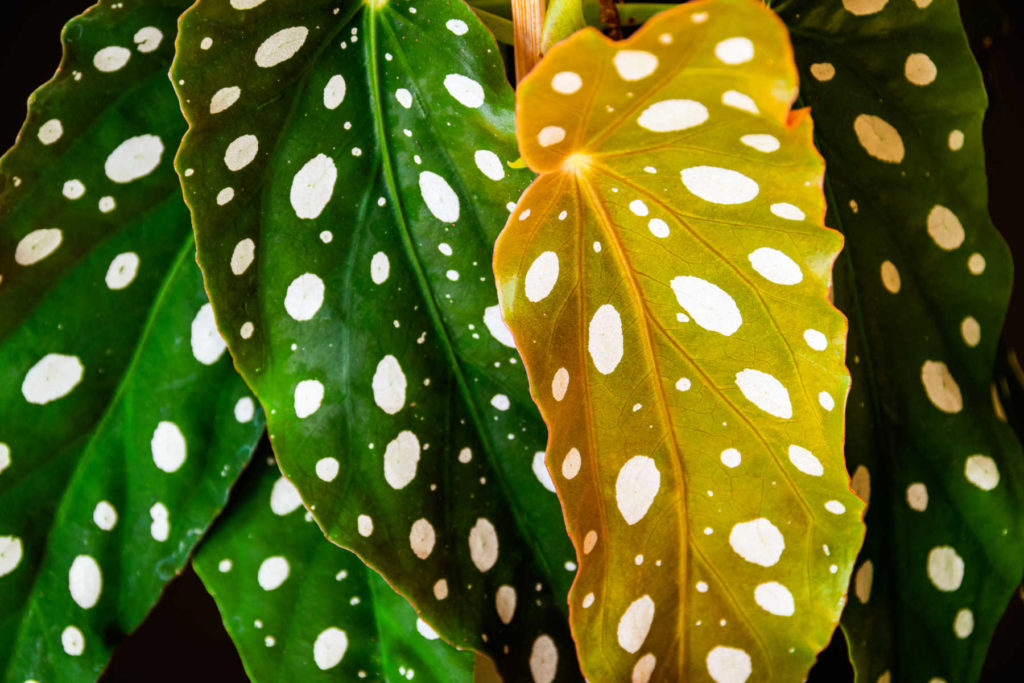 Closeup of polka dot begonia leaves.