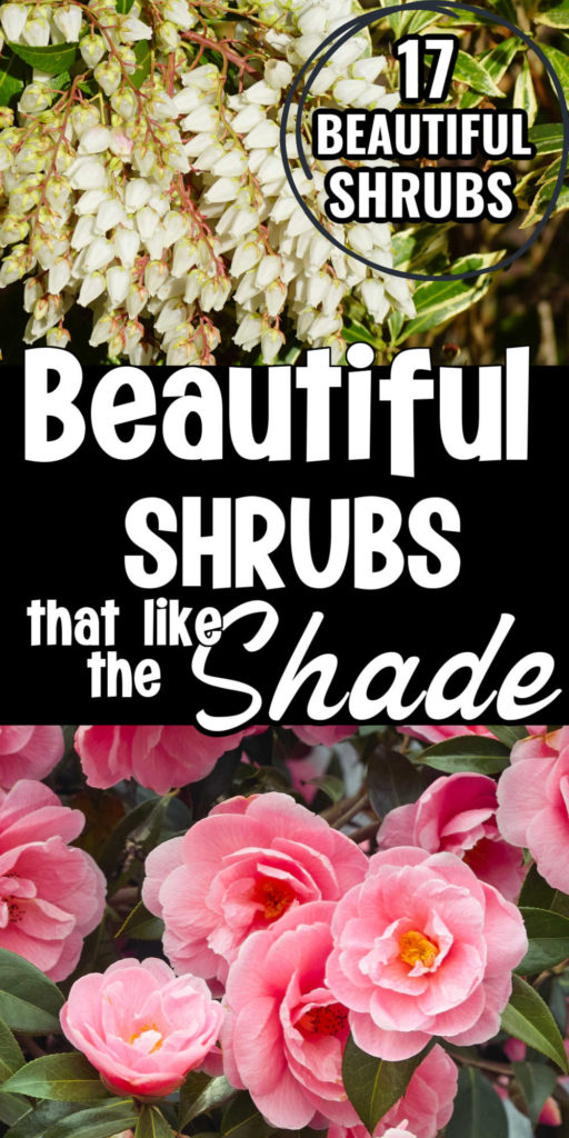 Pin image: says 17 beautiful shrubs. Beautiful Shrubs that like the shade" and pic of camellia flowers on bottom and pieris japonica on top.