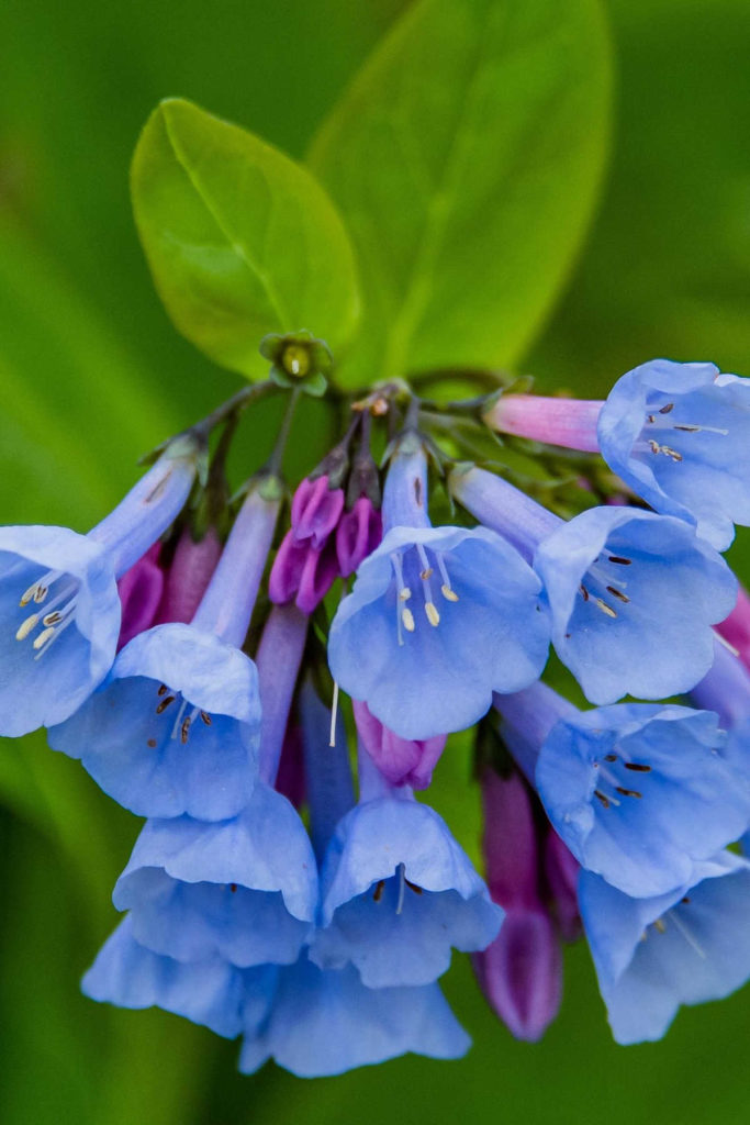 Virginia bluebells in bloom.