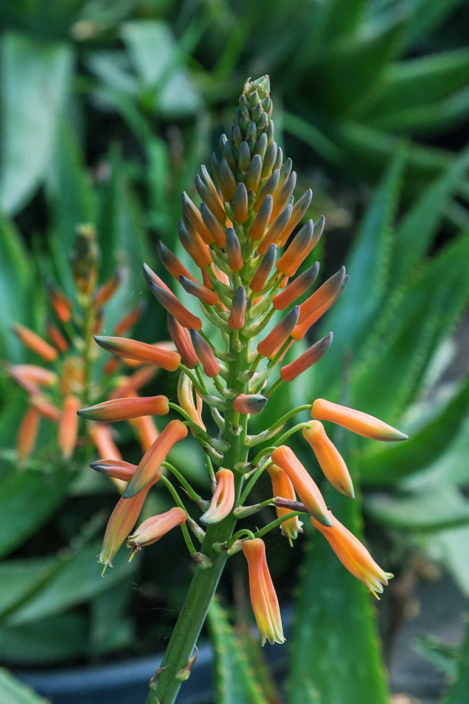 Aloe plant flower about to bloom.