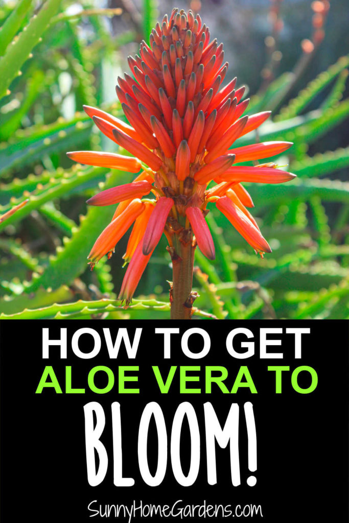 Pin image: top has an aloe flower, bottom says "How to get aloe vera to bloom".