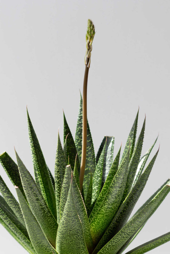 Aloe plant with flower spike.