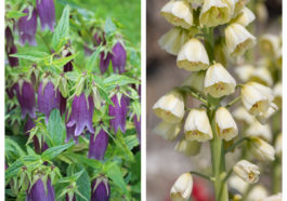 left pic of Korean bell flower, right has pic of Persian lilies.
