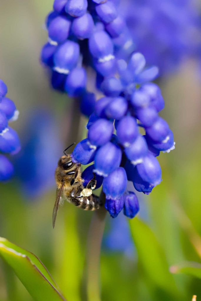 Grape hyacinths with bee on the flower.