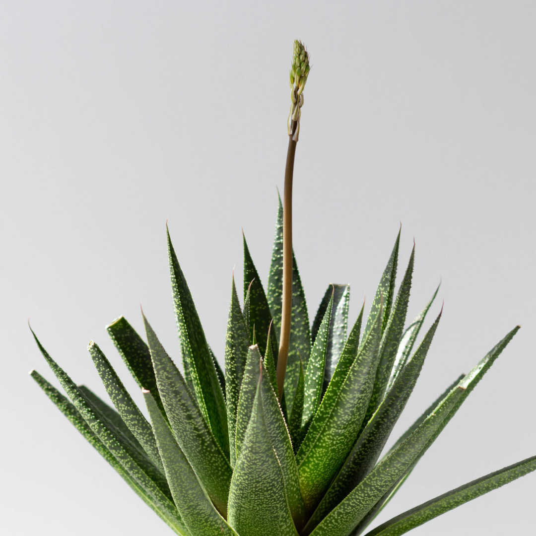 Aloe vera plant with flower spike.