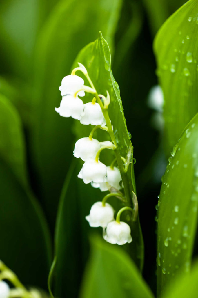 Lily of the valley in bloom.