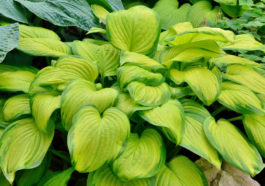 Closeup of hosta plant.