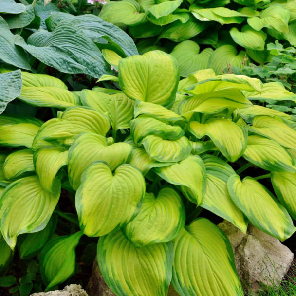 Closeup of hosta plant.