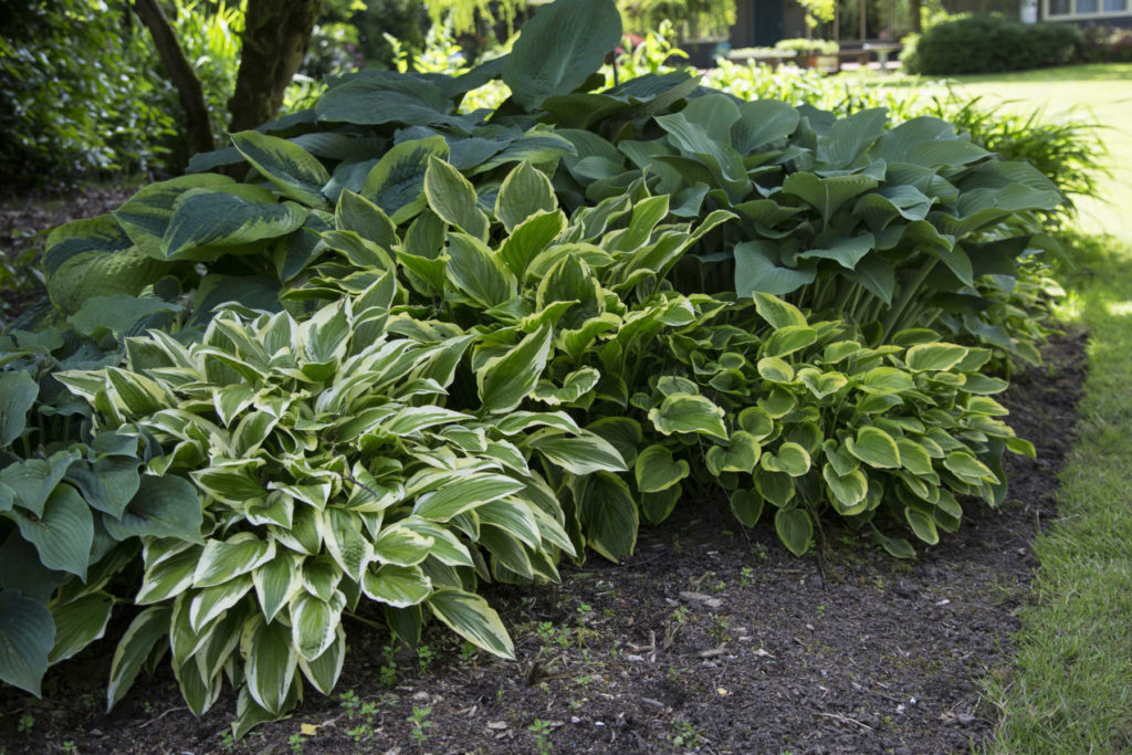 several hostas planted in shade.