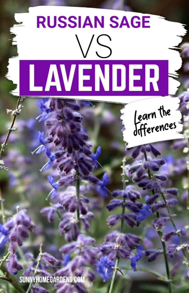 Pin image: top says "Russian sage vs lavender: learn the differences" with a closeup pic of Russian sage under.
