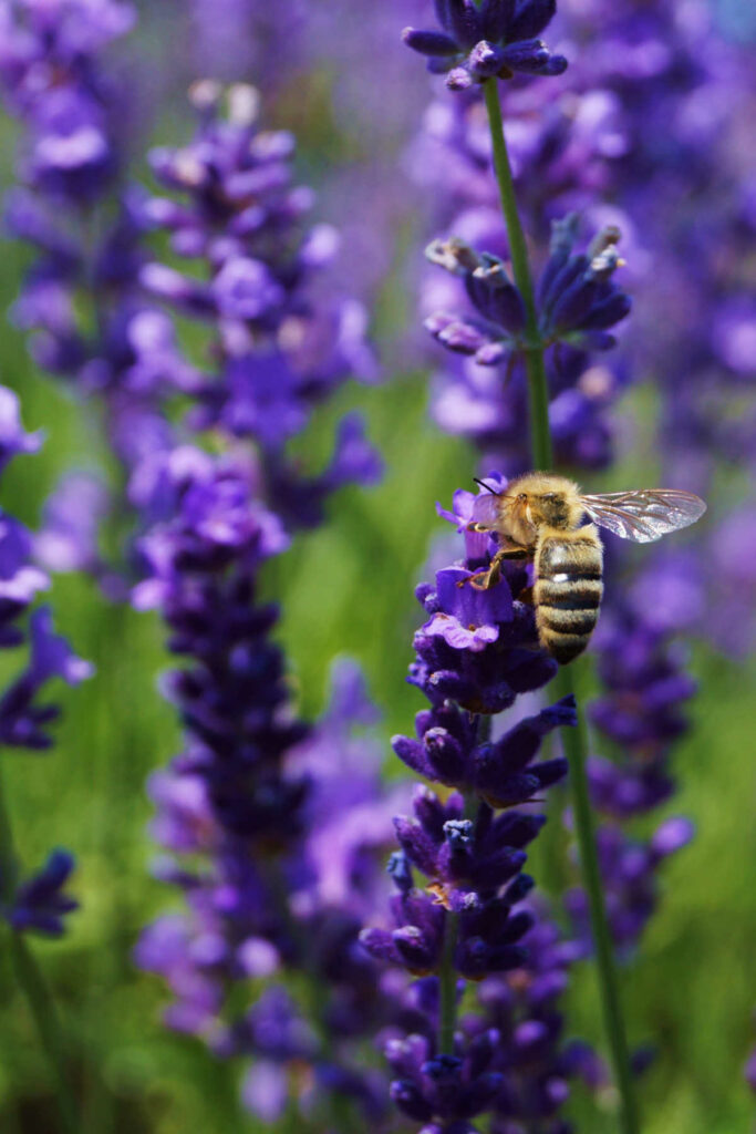 Bee on lavender flowers.