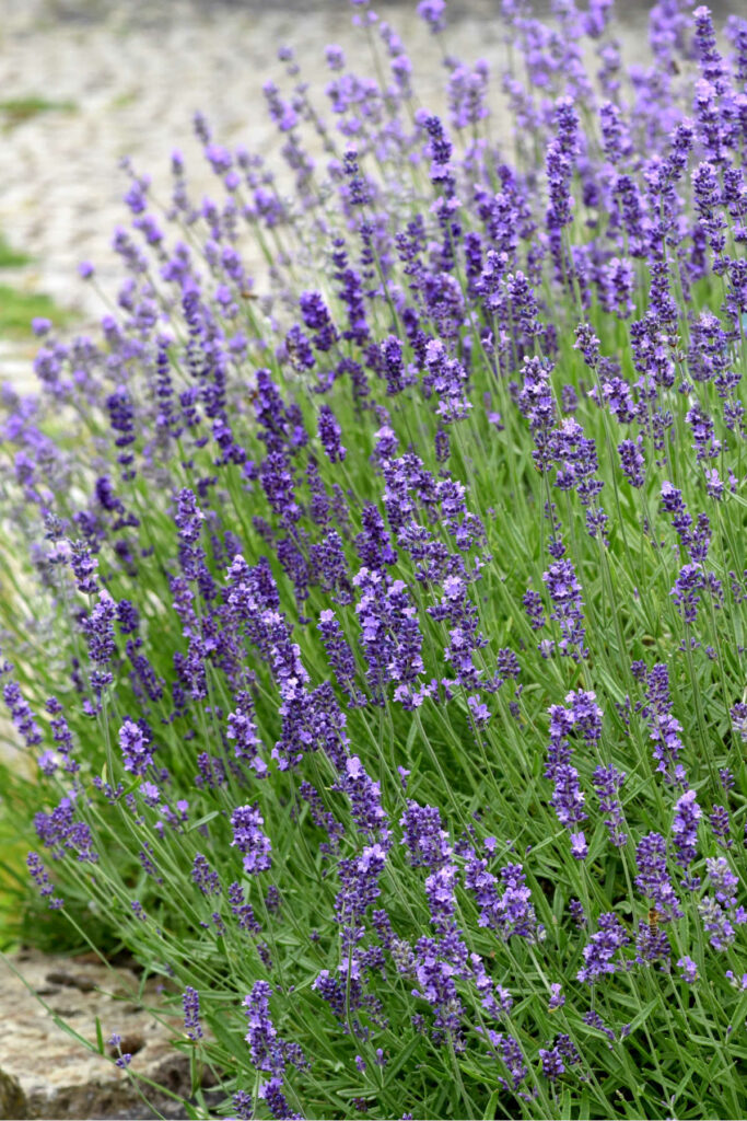 Mature lavender plant.