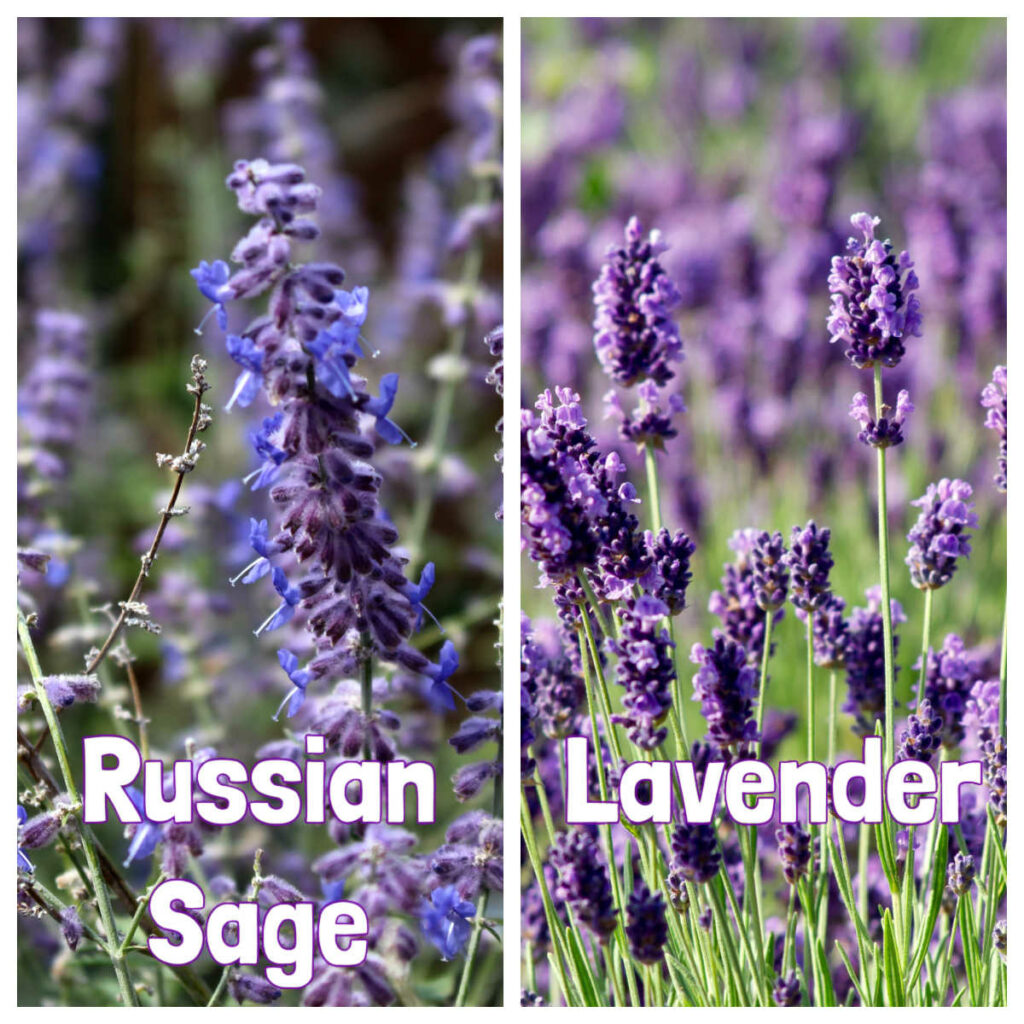 Russian Sage on left, lavender on the right.