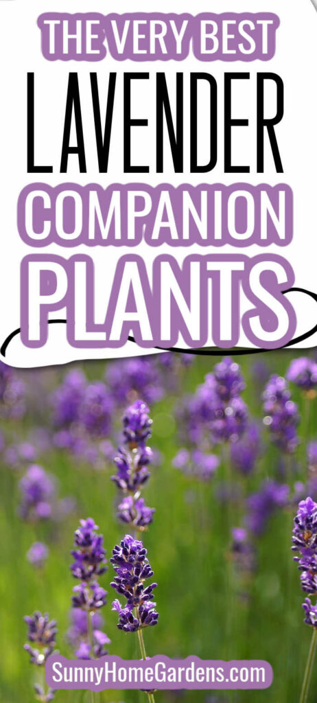 Pin image: top says "The very best Lavender companion plants" bottom has pic of lavender flowers in bloom.