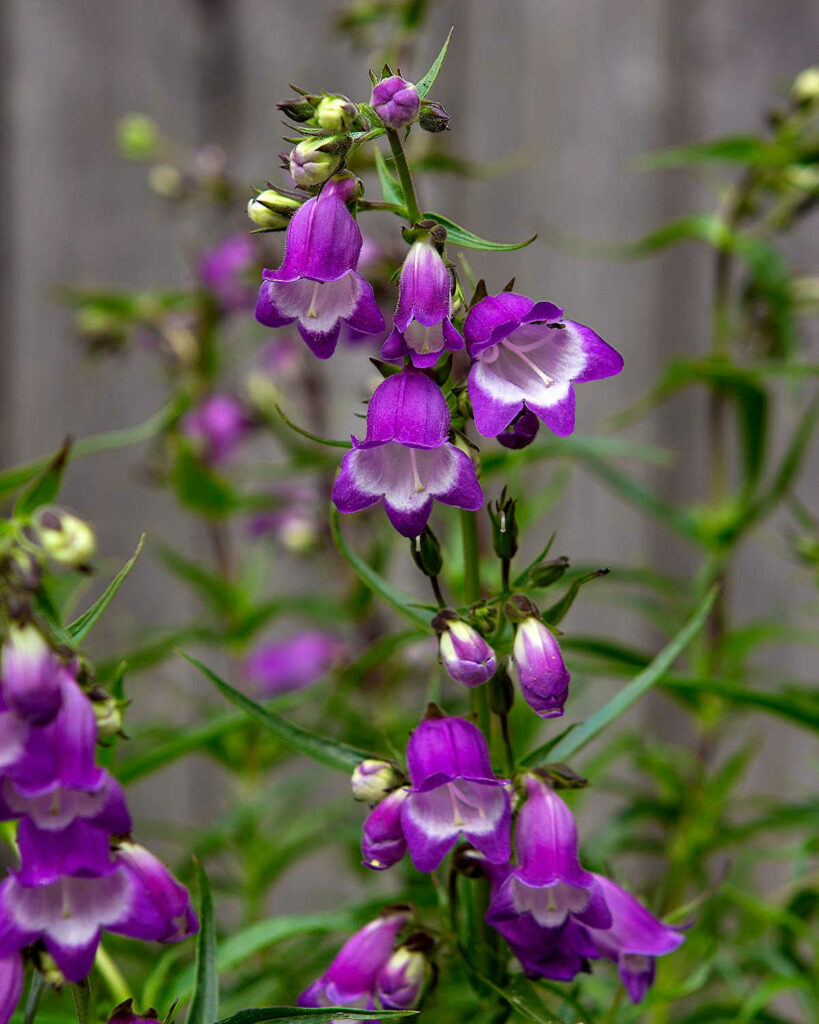 Purple beard tongue flowers.