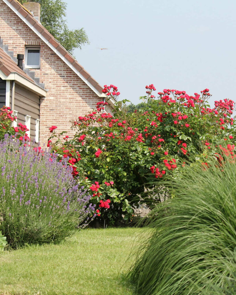 Huge red rose bush in background with lavender bush to the left side.