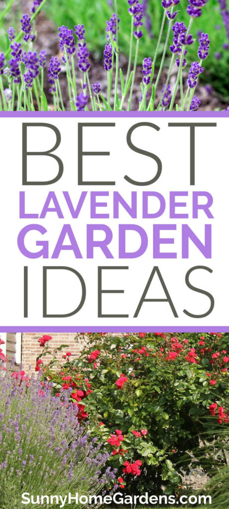 Pin image: top has lavender growing, middle says "Best Lavender Garden Ideas" and bottom has roses with lavender.