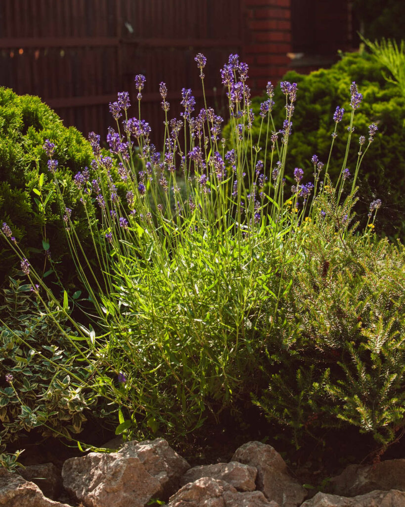 Box woods in the rear of the picture with lavender plant in front.