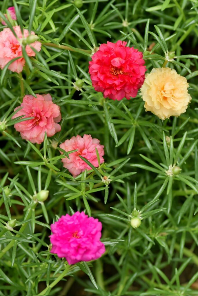 pink and yellow moss rose flowers.